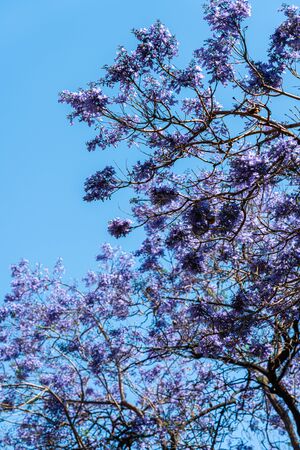 Purple Flowering Trees In The Center Of Barcelona City In Spainの写真素材