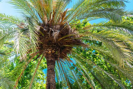 Palm Tree Leaves On Blue Sky In Downtown Barcelona City, Spainの写真素材