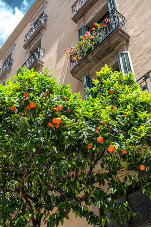 Orange Trees In Barcelona City, Spainの写真素材
