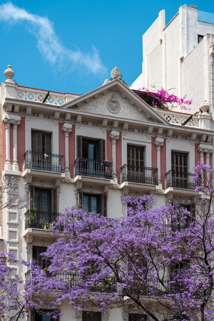 Purple Flower Trees In Barcelona City In Spainの写真素材