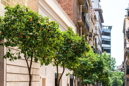Orange Trees In Barcelona City, Spainの写真素材