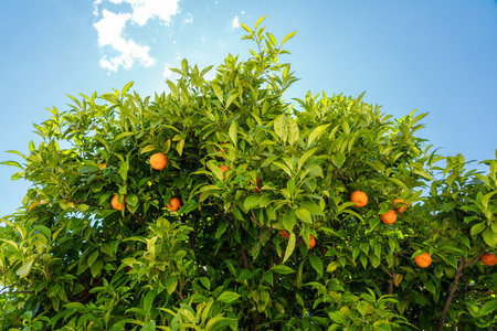 Orange Trees In Barcelona City, Spainの写真素材