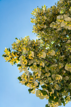 Lime Tree Flowers In Springの写真素材