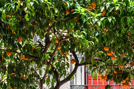 Orange Trees In Barcelona City, Spainの写真素材