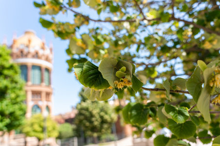 Lime Tree Flowers In Barcelona City, Spainの写真素材