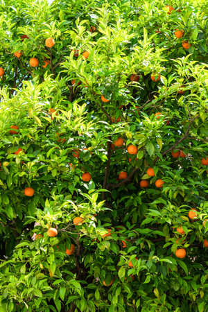 Orange Trees In Barcelona City, Spainの写真素材