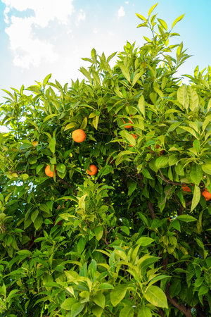 Orange Trees In Barcelona City, Spainの写真素材