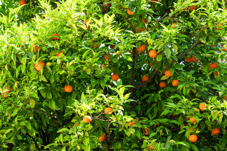 Orange Trees In Barcelona City, Spainの写真素材