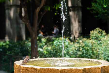 Funny Small Sparrow Bird Bathing In Fountainの写真素材