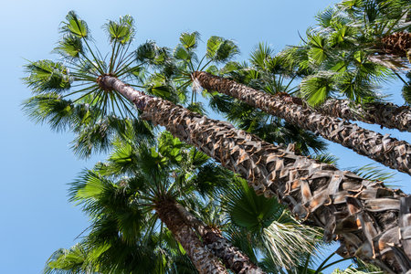 Palm Trees In Barcelona City, Spainの写真素材