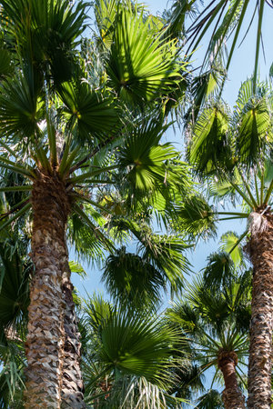 Palm Trees In Barcelona City, Spainの写真素材