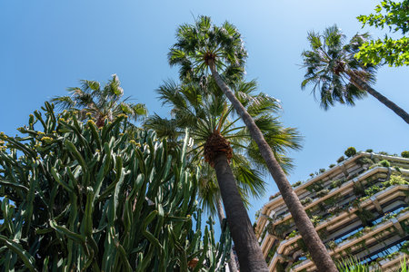 Palm Trees In Barcelona City, Spainの写真素材