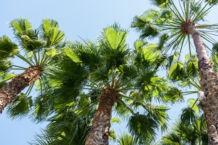 Palm Trees In Barcelona City, Spainの写真素材