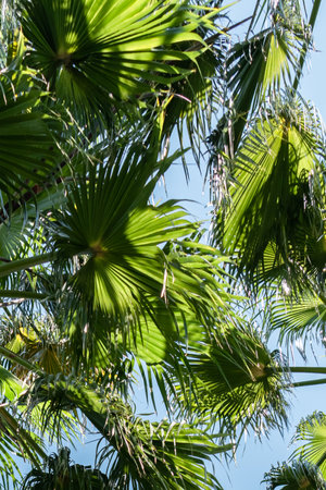 Palm Trees In Barcelona City, Spainの写真素材