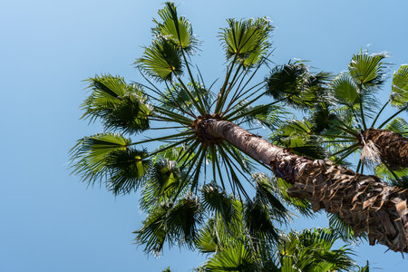 Palm Trees In Barcelona City, Spainの写真素材
