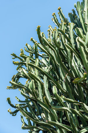 Huge Desert Green Cactus On Blue Skyの写真素材