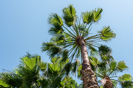 Palm Trees In Barcelona City, Spainの写真素材