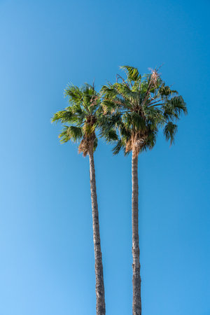 Palm Trees In Barcelona City, Spainの写真素材