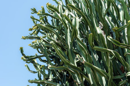 Huge Desert Green Cactus On Blue Skyの写真素材