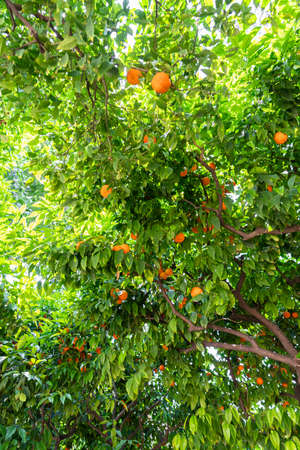 Orange Trees In Barcelona City, Spainの写真素材