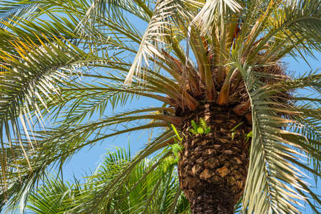 Palm Trees In Barcelona City, Spainの写真素材