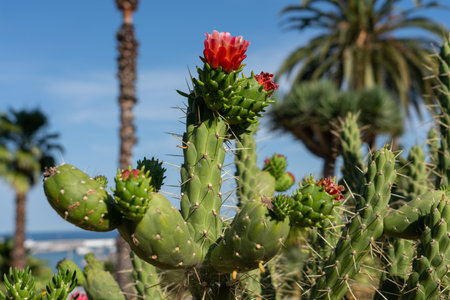 Orange Red Cactus Flower Background Closeupの写真素材