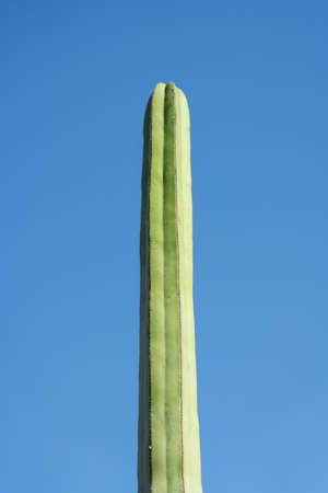 Green Cactus Plant In Summerの写真素材