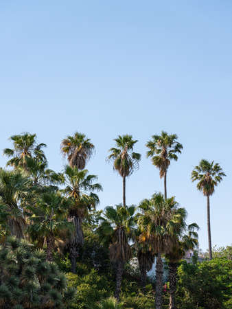 Palm Trees In Barcelona City, Spainの写真素材