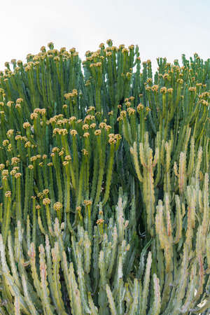 Green Cactus Plant In Summerの写真素材