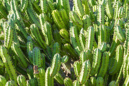 Green Cactus Plant In Summerの写真素材