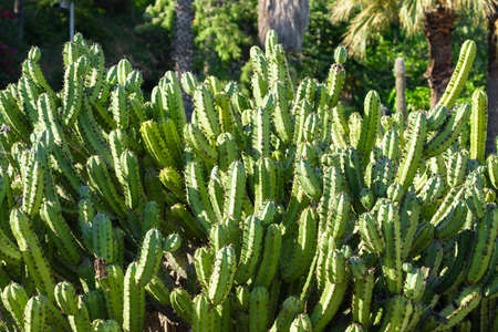 Green Cactus Plant In Summerの写真素材