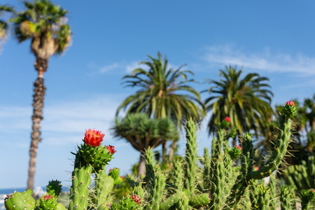 Green Cactus Plant In Summerの写真素材