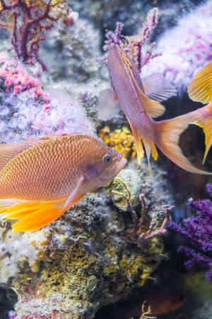 Underwater Closeup Image Of Colorful Tropical Exotic Fish In Aquariumの写真素材