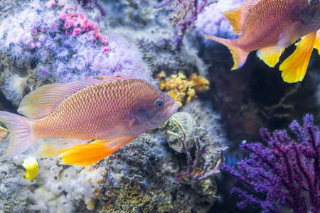 Underwater Closeup Image Of Colorful Tropical Exotic Fish In Aquariumの写真素材