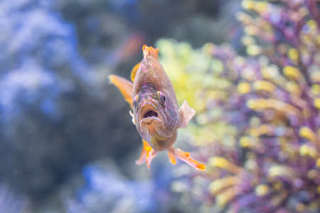 Underwater Closeup Image Of Colorful Tropical Exotic Fish In Aquariumの写真素材