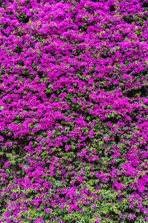 Pink Purple Flowers Blooming Backgroundの写真素材