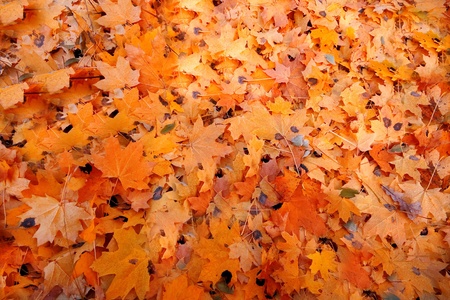 autumn colored leaves texture on groundの写真素材