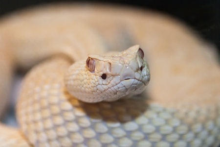 scary looking crotalus albino atrox