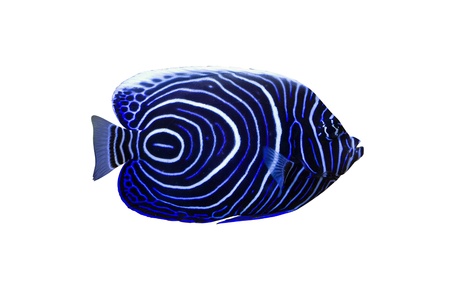 Pomacanthus navarchus blue girdled angel sea fish isolated on white backgroundの写真素材