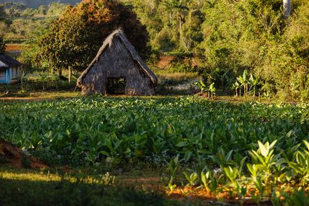 Beautiful landscape with tobacco farm from Vinales Valley of Cubaの写真素材