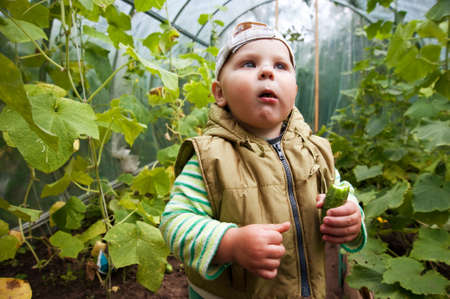 little boy in a greenhouse with cucumbers in summerの写真素材