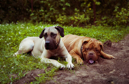 two dogs lie on the green grass in summerの写真素材
