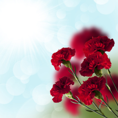 red carnations on the blue sky with bokehの写真素材