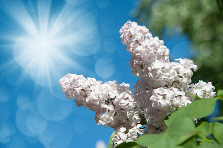 flowers lilac on green branches in the gardenの写真素材