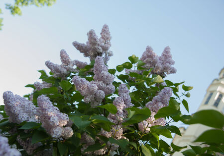 Branch of lilac flowers with the leavesの写真素材