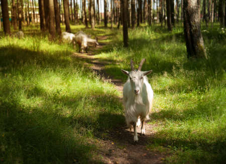herd of white goats walk through a forest in the summerの写真素材