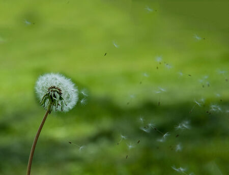 seeds white dandelion fly on a green backgroundの写真素材