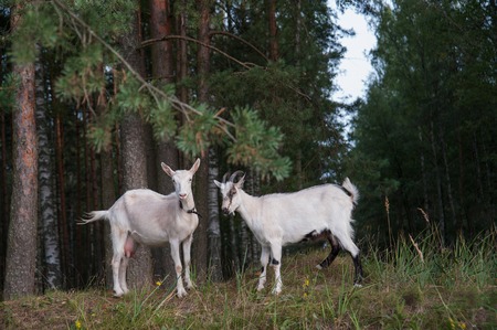 herd of goats walks in the summer on the green grassの写真素材