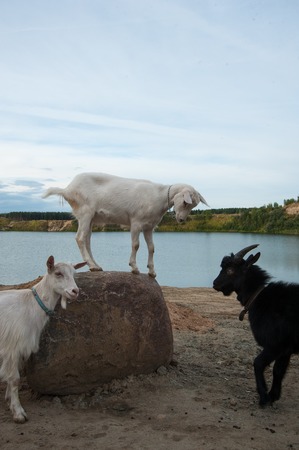 herd of goats walks in the summer on the green grassの写真素材