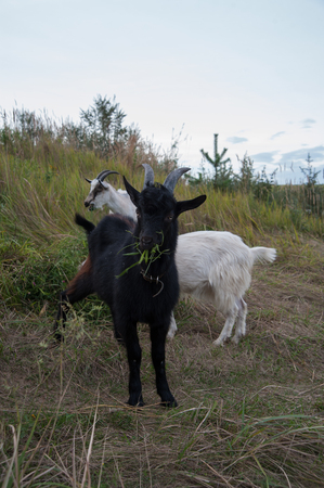 herd of goats walks in the summer on the green grassの写真素材